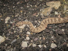Crotalus cerastes cerastes