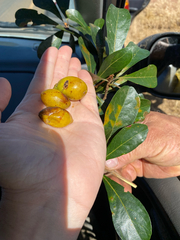 Terminalia tetraphylla