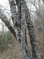 Piptadenia retusa