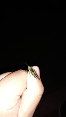 Paulinia acuminata