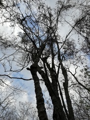 Piptadenia retusa