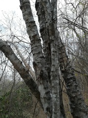 Piptadenia retusa