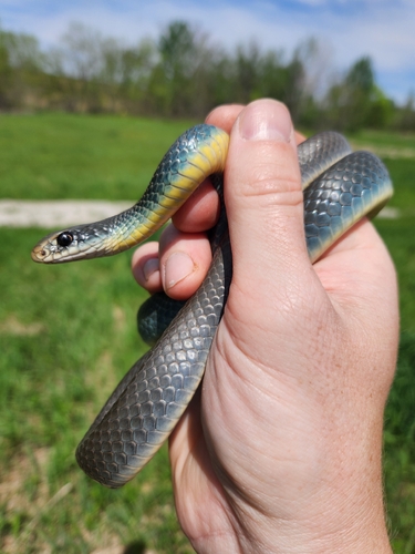 Eastern Yellow-bellied Racer