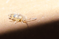 Entomobrya triangularis