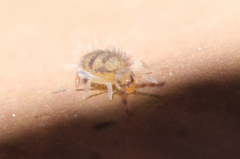 Entomobrya triangularis