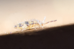 Entomobrya triangularis