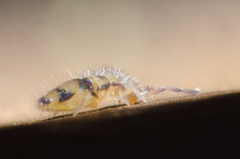 Entomobrya triangularis