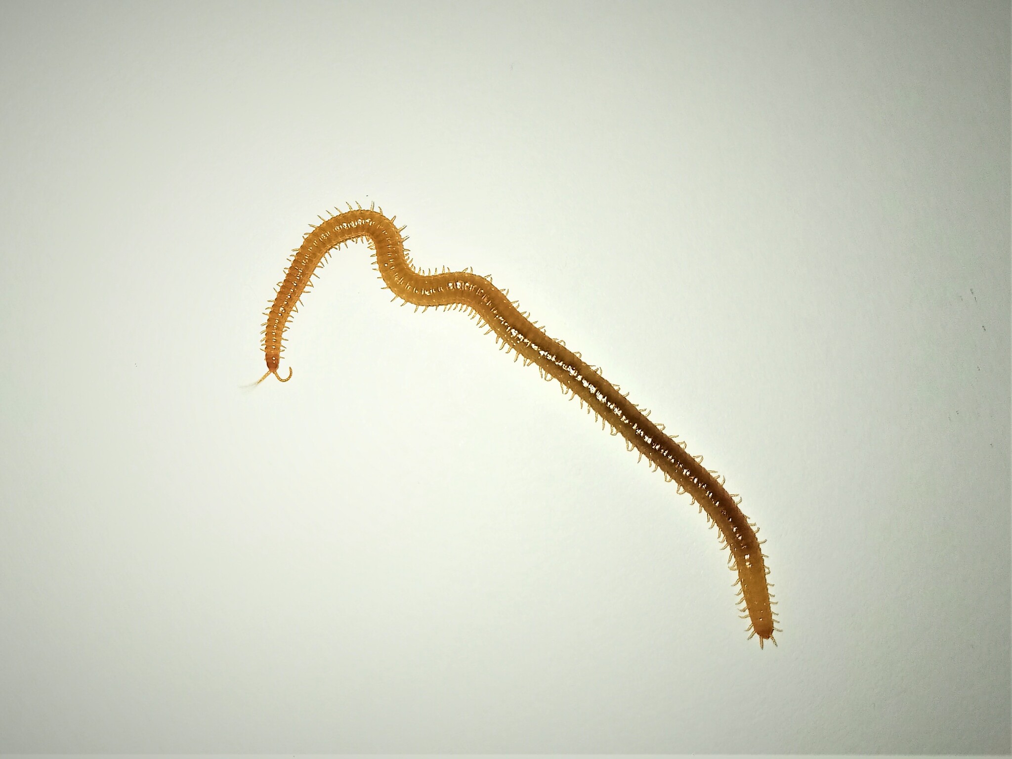Henia athenarum Pocock, 1891
