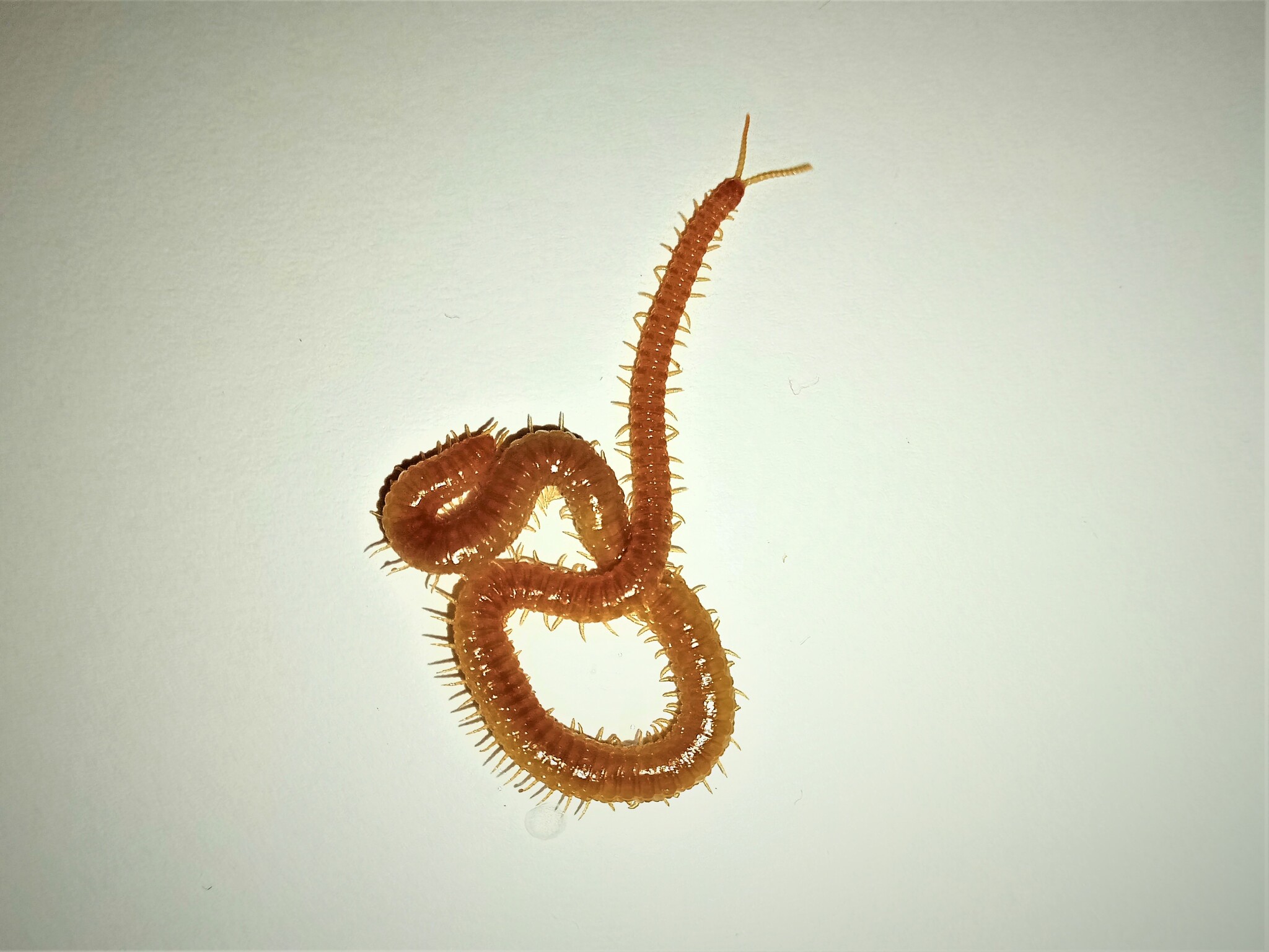 Henia athenarum Pocock, 1891