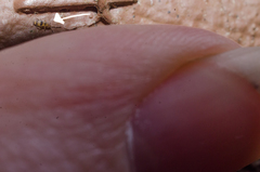 Entomobrya triangularis