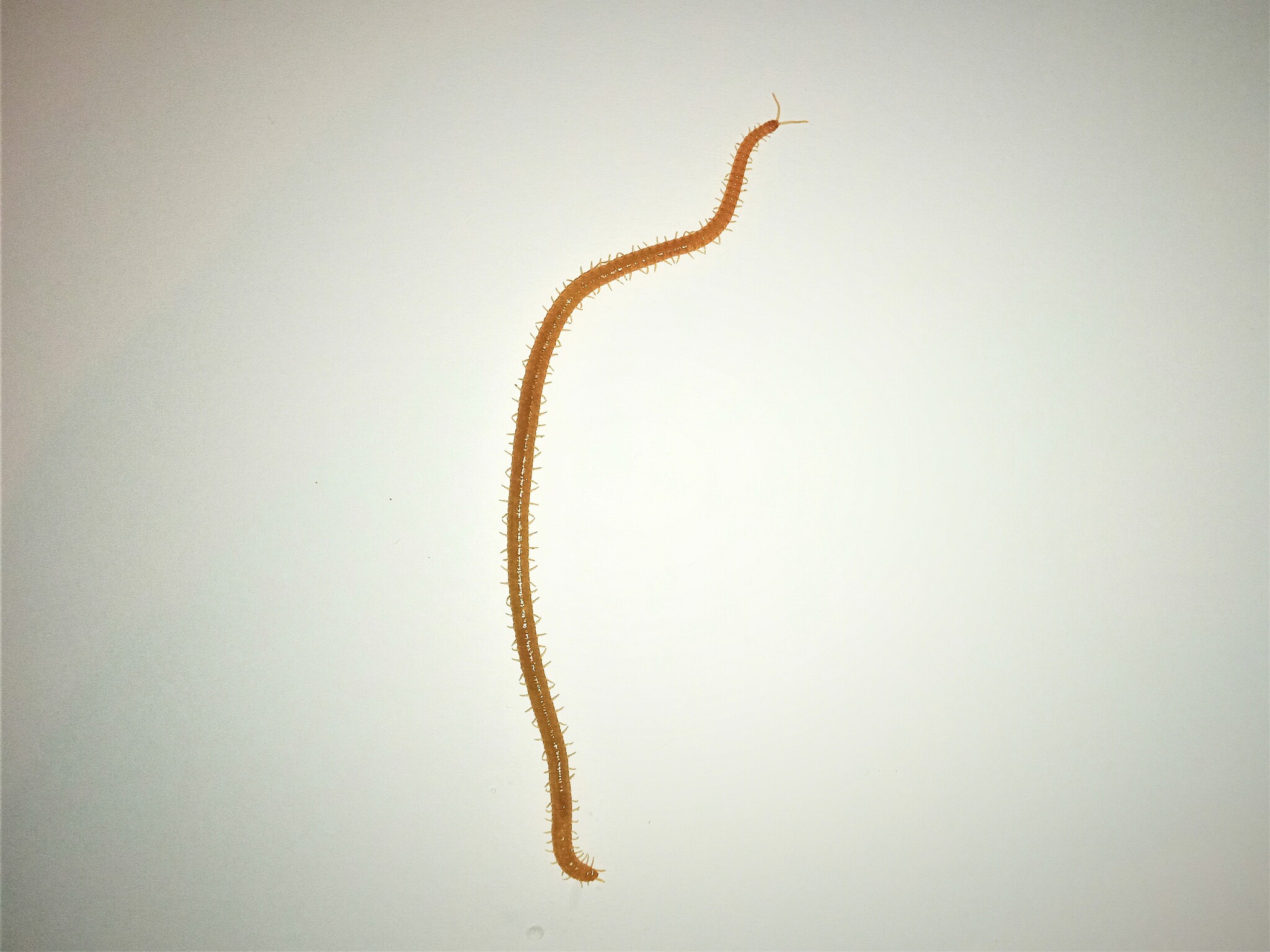 Henia athenarum Pocock, 1891