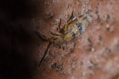 Entomobrya triangularis