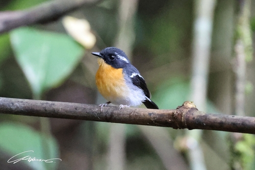 Ficedula dumetoria observed 2026-05-01