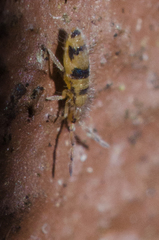 Entomobrya triangularis