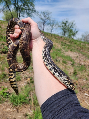 Bullsnake