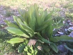 Wyethia amplexicaulis