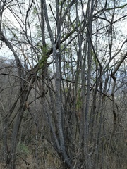 Piptadenia retusa