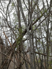 Piptadenia retusa
