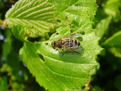 Eristalis arbustorum