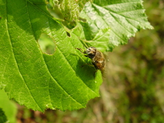 Eristalis arbustorum
