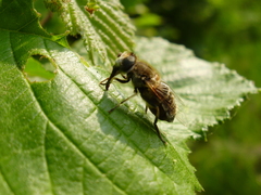 Eristalis arbustorum