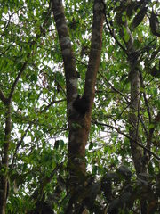Dendrohyrax dorsalis