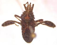 Merocoris distinctus