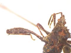 Merocoris distinctus