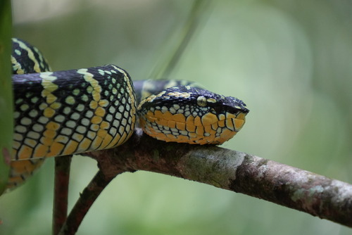 Wagler's Pit Viper, Bishan, Singapore, photo 8 of 10