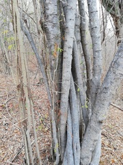 Piptadenia retusa