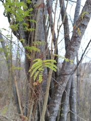 Piptadenia retusa