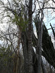 Piptadenia retusa