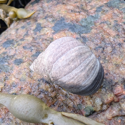 Littorina littorea