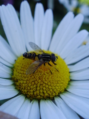 Helophilus pendulus