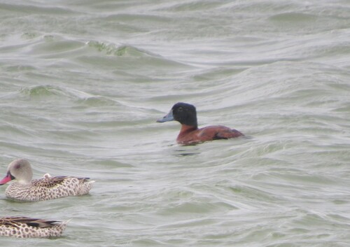 iNaturalist image