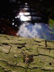 Helophilus pendulus