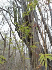 Piptadenia retusa