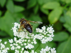 Eristalis pertinax
