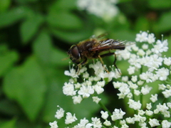Eristalis pertinax