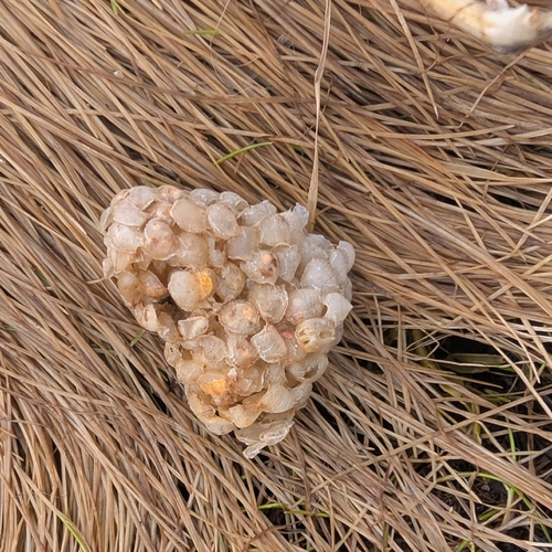 Buccinum undatum