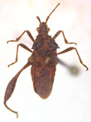 Merocoris distinctus