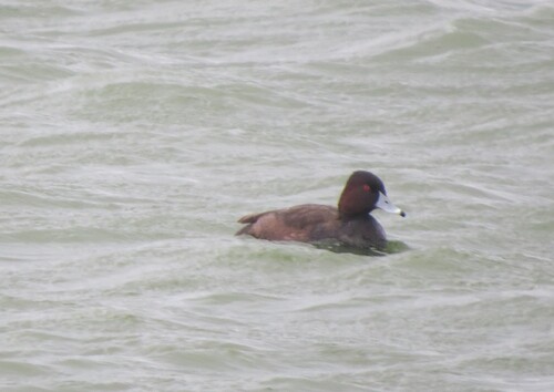 iNaturalist image
