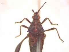 Merocoris distinctus