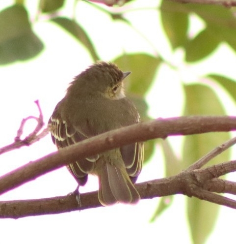 Golden-faced Tyrannulet (Zimmerius chrysops), photo 9