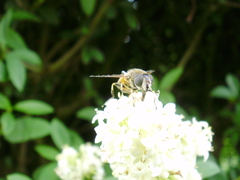 Eristalis horticola