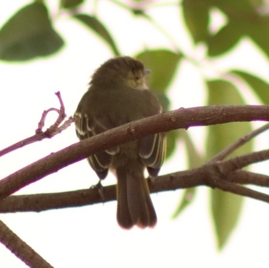 Golden-faced Tyrannulet (Zimmerius chrysops), photo 10