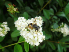 Eristalis horticola