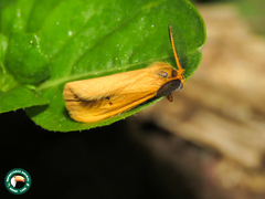 Euproctis erythropoecila