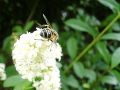 Eristalis horticola