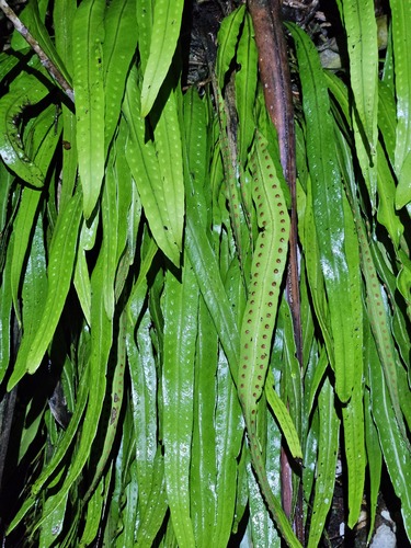 Microgramma percussa observed 2026-04-25